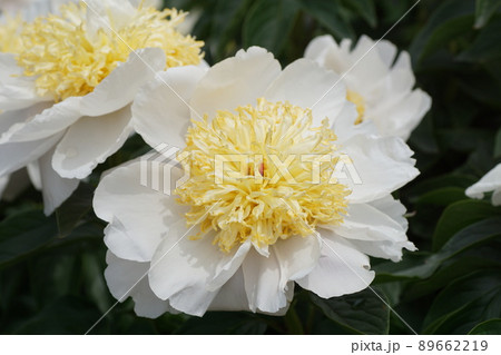 芍薬 オオタニシロ Paeonia lactiforia'Otani-shiro' 大谷白 芍薬 オオタニシロ Paeonia lactiforia'Otani-shiro' 大谷白 89662219