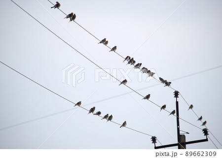 Flock of small wild birds perching on electrical power line wires Flock of small wild birds perching on electrical power line wires 89662309