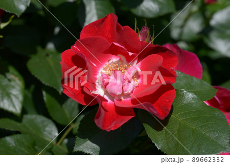 連弾　バラの花 89662332