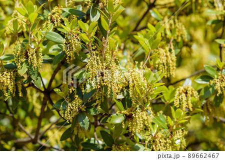ウバメガシの花 どんぐりの木 の写真素材