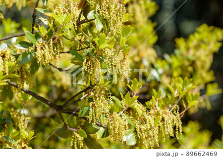ウバメガシの花(どんぐりの木) ウバメガシの花(どんぐりの木) 89662469