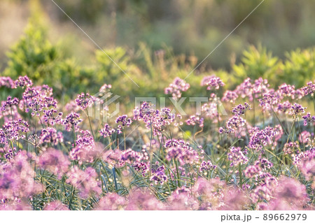 ラッキョウの花　（鳥取県北栄町） 89662979