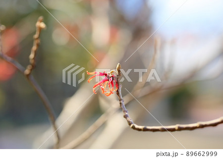 マンサクの花　ディアン 89662999