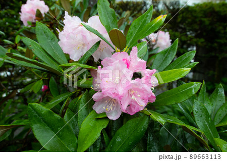 シャクナゲ 89663113