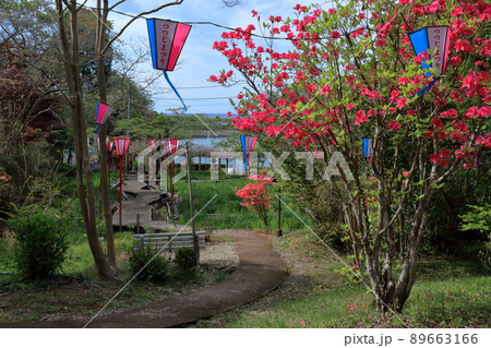 内原野公園 つつじまつり (高知県 安芸市) 内原野公園 つつじまつり (高知県 安芸市) 89663166