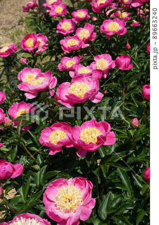 2022年5月　シャクヤクの花"春の誉" 89663240