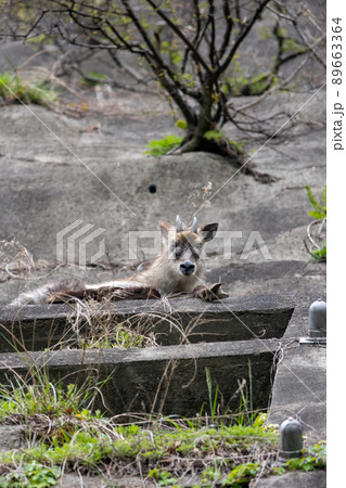 野生のニホンカモシカ 野生のニホンカモシカ 89663364