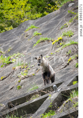 野生のニホンカモシカ 89663371