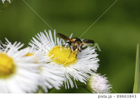 マルボシヒラタハナバエ 89663843