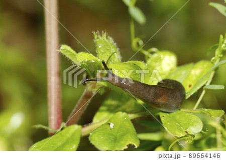 ヤマコウラナメクジ 89664146