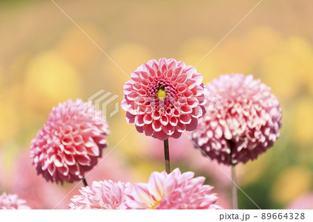 花畑に咲く秋の花ダリア 89664328