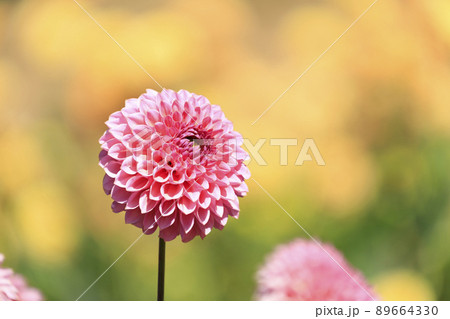 花畑に咲く秋の花ダリア 花畑に咲く秋の花ダリア 89664330