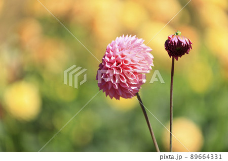 花畑に咲く秋の花ダリア 花畑に咲く秋の花ダリア 89664331