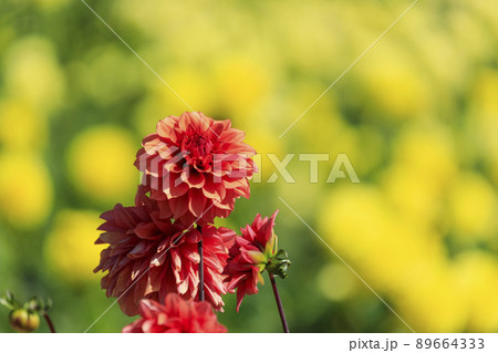花畑に咲く秋の花ダリア 花畑に咲く秋の花ダリア 89664333