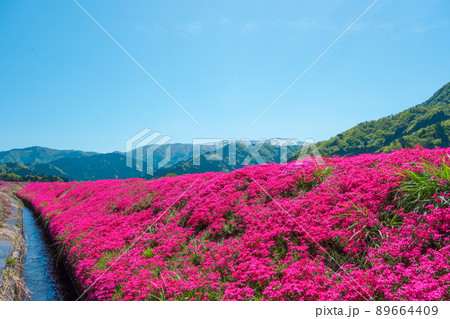 自然豊かな柴桜風景【福井県大野市】 自然豊かな柴桜風景【福井県大野市】 89664409