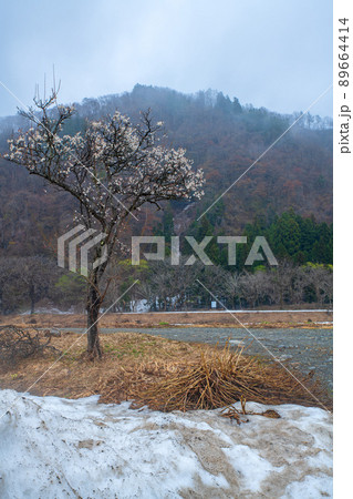 雪どけの魚野川河川敷 梅花 関越自動車道湯沢IC付近 残雪 早春の風景 雪どけの魚野川河川敷 梅花 関越自動車道湯沢IC付近 残雪 早春の風景 89664414