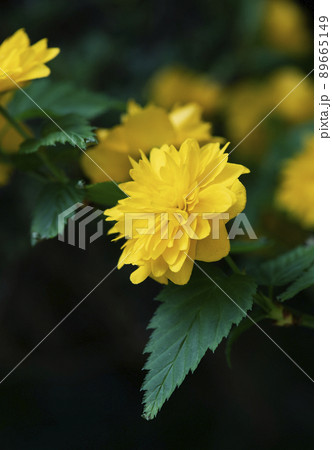 昼の薄日が当たる八重のヤマブキの花_縦1 昼の薄日が当たる八重のヤマブキの花_縦1 89665149