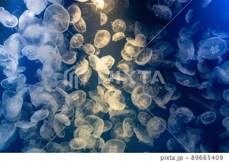 クラゲ 89665409