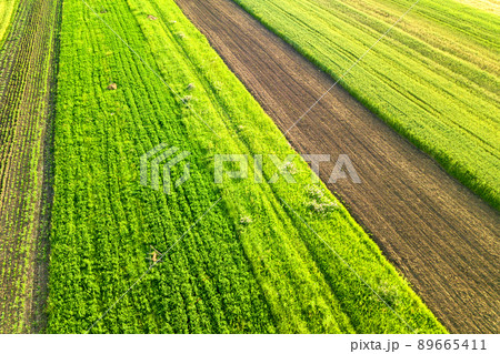 Aerial view of green agricultural fields in spring with fresh vegetation after seeding season on a warm sunny day. 89665411
