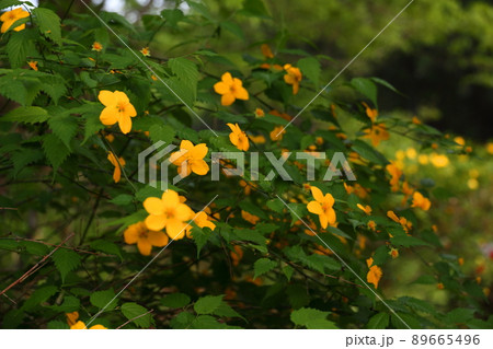 やまぶき色とはこの花の色です やまぶき色とはこの花の色です 89665496