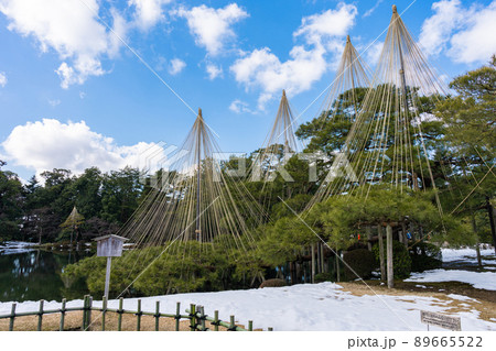 兼六園の唐崎松 兼六園の唐崎松 89665522