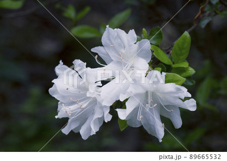 日陰になった低い枝先にひっそり咲いている清楚な白いツツジの花_横2 89665532