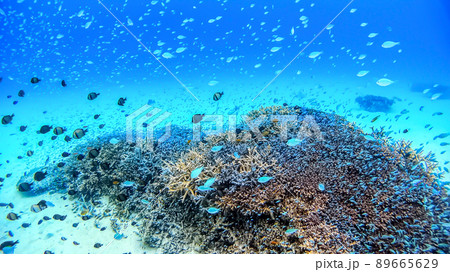 沖縄　阿嘉島のニシハマビーチ　水中写真 89665629
