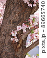 桜 花 植物 89665740
