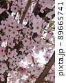 春 桜 花 89665741