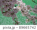 桜 春 花 89665742