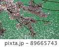 桜 花 植物 89665743