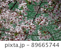 春 桜 花 89665744