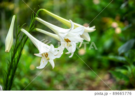 テッポウユリ　マクロ撮影 89665776