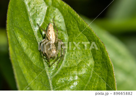 ササグモ ササグモ 89665882