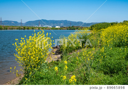 ナノハナ咲く淀川の川原 ナノハナ咲く淀川の川原 89665898