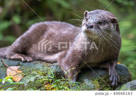 カワウソのポートレート 89666163