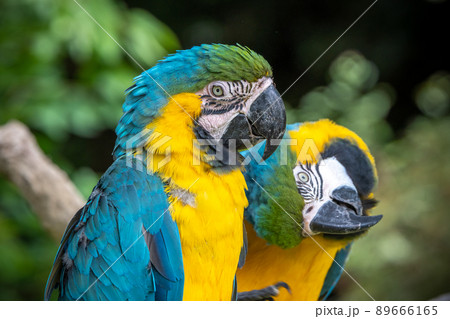 ルリコンゴウインコのポートレート ルリコンゴウインコのポートレート 89666165