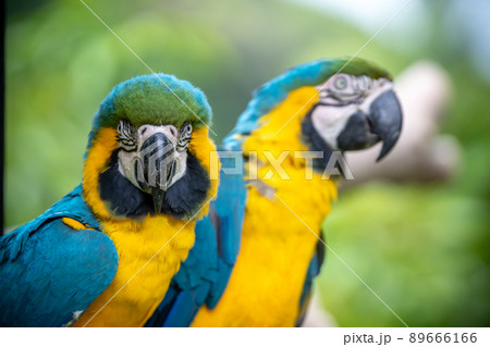 ルリコンゴウインコのポートレート 89666166