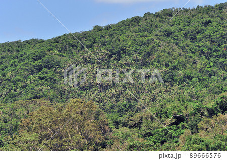 ヤエヤマヤシの群落（沖縄県・西表島） 89666576
