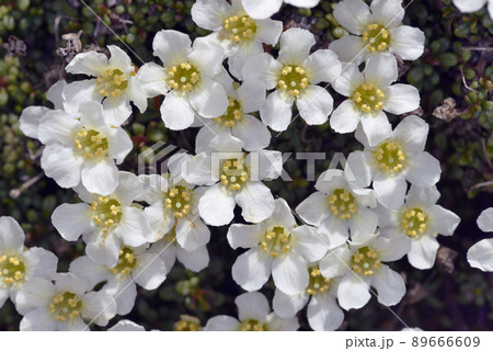 イワウメの花(北海道・大雪山) イワウメの花(北海道・大雪山) 89666609