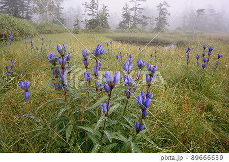 霧の湿原とエゾオヤマリンドウ（北海道・大雪山） 89666639
