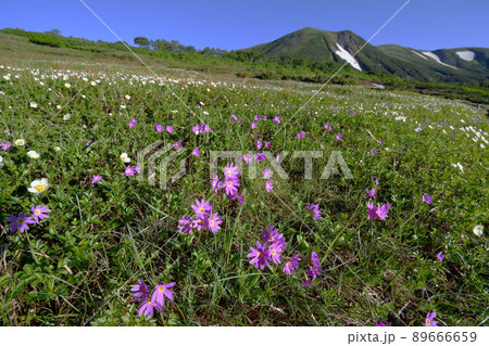 エゾコザクラの花畑と緑岳（北海道・大雪山） 89666659