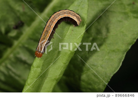 生き物　昆虫　ナワキリガ、五月初旬の幼虫です。成虫で越冬して春に産卵します 89666846