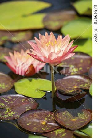 睡蓮 89666878