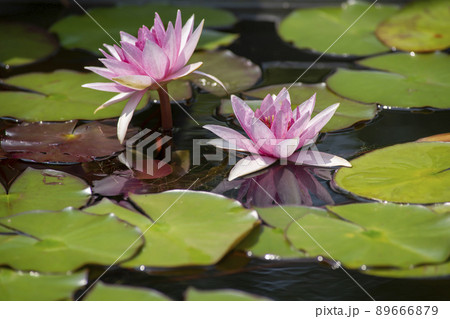 睡蓮 89666879