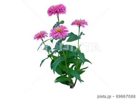 Pink Zinnia flower branch (Zinnia violacea) 89667088