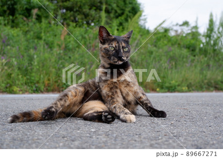 川原の道端でお座りするさび猫 川原の道端でお座りするさび猫 89667271