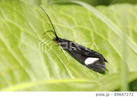 ヨツメトビケラ ヨツメトビケラ 89667272