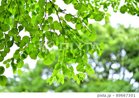 桂の新緑 89667301