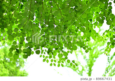 桂の新緑 89667431